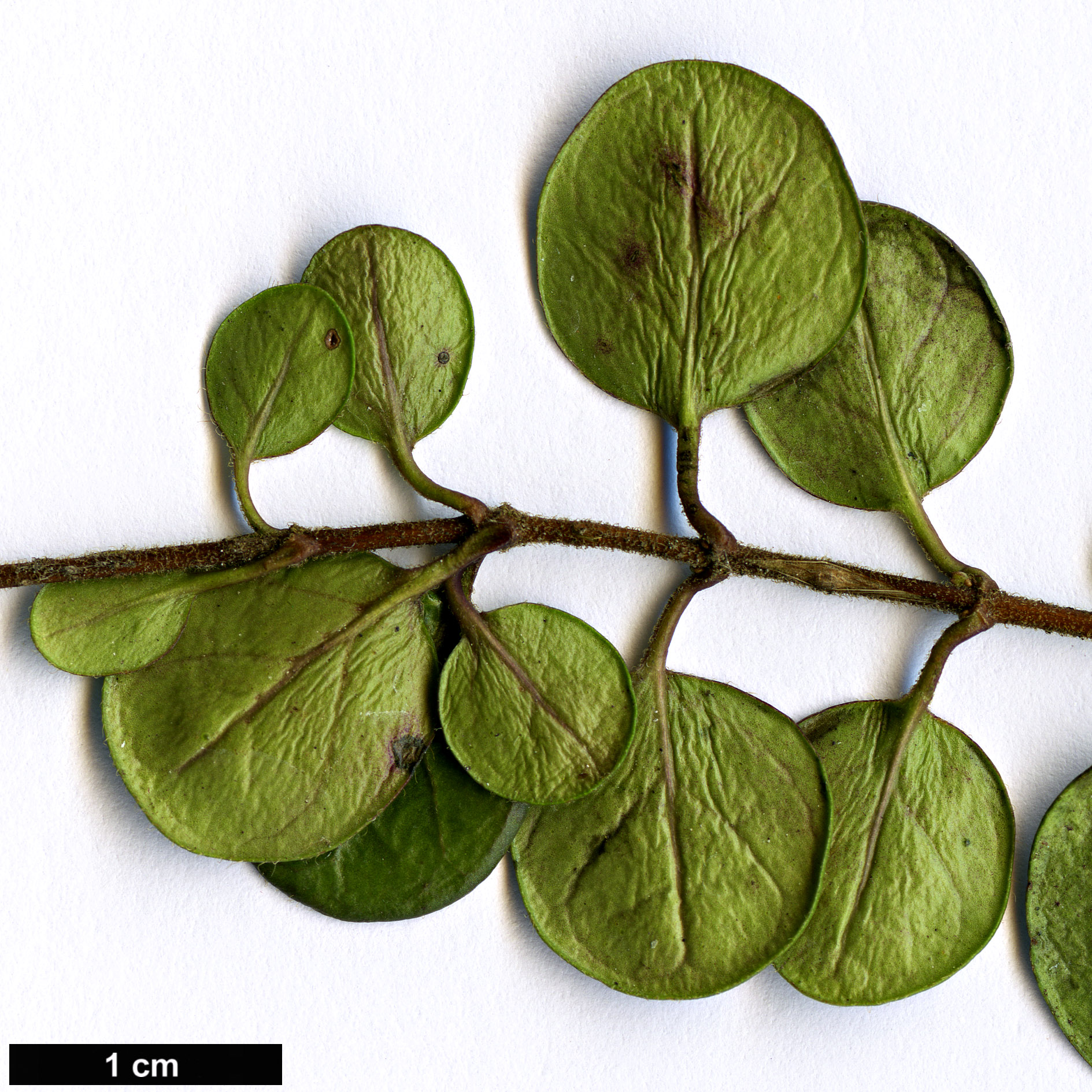 High resolution image: Family: Caprifoliaceae - Genus: Lonicera - Taxon: crassifolia - SpeciesSub: ’Little Honey’